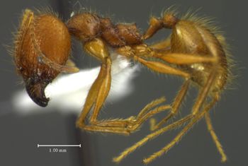 Media type: image;   Entomology 34259 Aspect: habitus lateral view